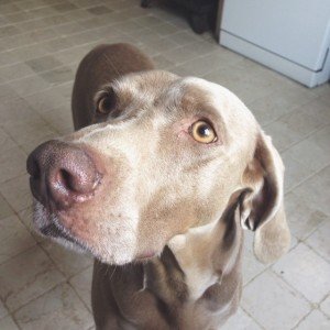 Ella , mascotte Manoir de la Villeneuve