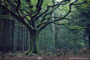 broceliande