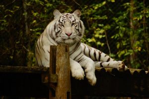 visiter le zoo de trégomeur, plus de 50 espèces menacées