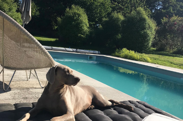 vue de la piscine avec Ella le chien du manoir